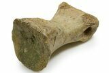 Rare Tyrannosaurus rex (T-Rex) Toe Bone Fossil - Wyoming #382411-1